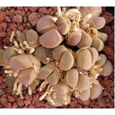 C125 - Seed